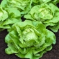 Salat Hode - Atena - 900 frø - Lactuca sativa L. var. Capitata