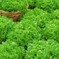 Green oak-leaved salad "Salad Bowl" - 945 seeds - Lactuca sativa var. foliosa  - benih