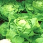 Butterhead salată "Syrena" - frunze verzi verzi - 900 de semințe - Lactuca sativa L. var. Capitata