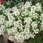 甘いアリッサム、甘いアリソン - 白バラエティ -  1750種子 - Lobularia maritima - シーズ