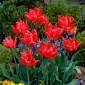 Tulip Erna Lindgreen - Tulipan Erna Lindgreen - 5 čebulic - Tulipa Erna Lindgreen