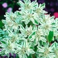 在山种子的雪 - 大戟属marginata  -  15种子 - Euphorbia marginata - 種子
