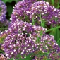 Wavyleaf Sea Lavendel, statice frø - Campanula drabifolia - Limonium perezii