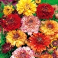 Tricolor krysantemum, tricolor daisy "Dunnetti" - 105 frön - Chrysanthemum carinatum