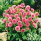 Pink English Daisy seeds - Bellis perennis - 690 biji - benih