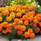 Marigold Boy Orange seeds - تاجيتيس باتولا نانا فلوريدا. رر. - 300 بذور - Tagetes patula L. - ابذرة