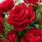 Trandafir cu flori mari - roșu - răsaduri în ghiveci - 