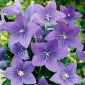 Flor de globo azul; Bellflower chino, platycodon - 220 semillas - Platycodon grandiflorus