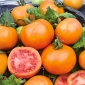 田间番茄“Zlatava” - 高大的品种 - Lycopersicon esculentum Mill  - 種子