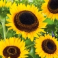 Slunečnice "Taiyo" - okrasná odrůda pro řezané květiny - 