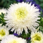 Белая китайская астра "Принцесса" - 500 семян - Callistephus chinensis - семена