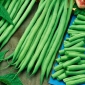 Francúzska fazuľa "Bona" - má kompaktný zvyk, produkuje mäsité, bezsrsté struky - Phaseolus vulgaris L. - semená