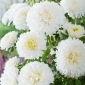 Aster flor de pompom branco - 500 sementes - Callistephus chinensis