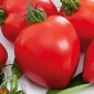Tomat - Herodes - Lycopersicon esculentum Mill  - frø