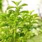 Honingkruid - 30 zaden - Stevia rebaudiana