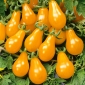 Tomate 'Perun' - gelbe, birnenförmige Sorte, ideal für Salate und Garnierung