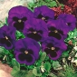 Pansy Bergwacht seeds - Viola x wittrockiana - 400 seeds