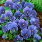 Hercai Menekşe Inspire Gerçek Mavi tohumları-Viola x wittrockiana-400 tohumları - Viola x wittrockiana 