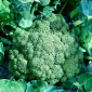 Bông cải xanh "Sebastian" - giống sớm cho mùa xuân và mùa thu đang phát triển - 300 hạt - Brassica oleracea L. var. italica Plenck