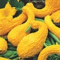 Abóbora Decorativa - Yellow Crookneck - 15 sementes - Cucurbita pepo