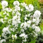 Білі насіння клубні дзвони - Campanula glomerata alba - 2000 насіння