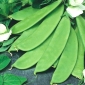 Biji Kacang Bajka - Pisum sativum - 160 biji