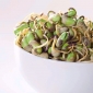 Soy Sprouts - 240 seeds