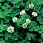 Valge ristik - Grasslands Huia - 1 kg - Trifolium repens - seemned