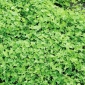 Roosa ristik - Aurora - 1 kg - Trifolium hybridum - seemned