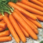 Carrot "Autumn King 2" - 3825 seeds