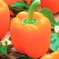 Sweet Pepper Semințe Etiuda - Capsicum annuum - 75 semințe - Capsicum L.