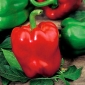 Pepper "Symphony" - for cultivation under covers - premium variety seeds for everyone - 10 seeds