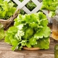 Crisp iceberg lettuce "Maugli" - for all-season cultivation - 900 seeds