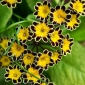 פרימרוז זהב זרעי תחרה - Primula elatlor - 36 זרעים - Primula elatior