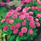 Madeliefje - Pomponette - roze - 690 zaden - Bellis perennis
