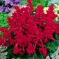Saman tropika - ceri merah - 84 biji - Salvia splendens - benih