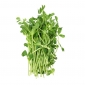 BIO Sprouting seeds - Pea - certified organic seeds