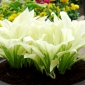 Hosta Biele perie - Jitrocel Lily White Feather - cibuľka / hľuza / koreň