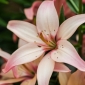 Lilium, Lily Easy Waltz - bulb / tuber / rădăcină - Lilium Asiatic Easy Waltz