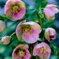 Héllébore Orientale, Rose de Carême - Helleborus orientalis