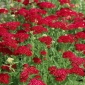 Achillée millefeuille - Rood - Rouge - Achillea millefolium