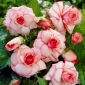 Begônia branco-rosa - Picotee Branco - 2 peças - 