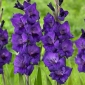 Gladiolo - flores moradas - 5 piezas de bulbos de flores de tamaño XXL - 
