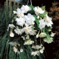 Begonia ×tuberhybrida pendula - vit - paket med 2 stycken