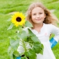 Hoa hướng dương vui tươi cho trẻ em - Helianthus annuus - hạt