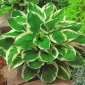 Hosta, planta Lily Minute Man - bulb / tuber / rădăcină