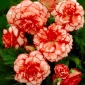 Begonia x tuberhybrida - Marmorata - pacchetto di 2 pezzi