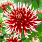 Dahlia Friquolet - květinové cibulky / hlíza / kořen