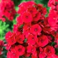 Phlox Red - květinové cibulky / hlíza / kořen