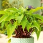 Hosta, Plantain Lily Gooseberry Sundea